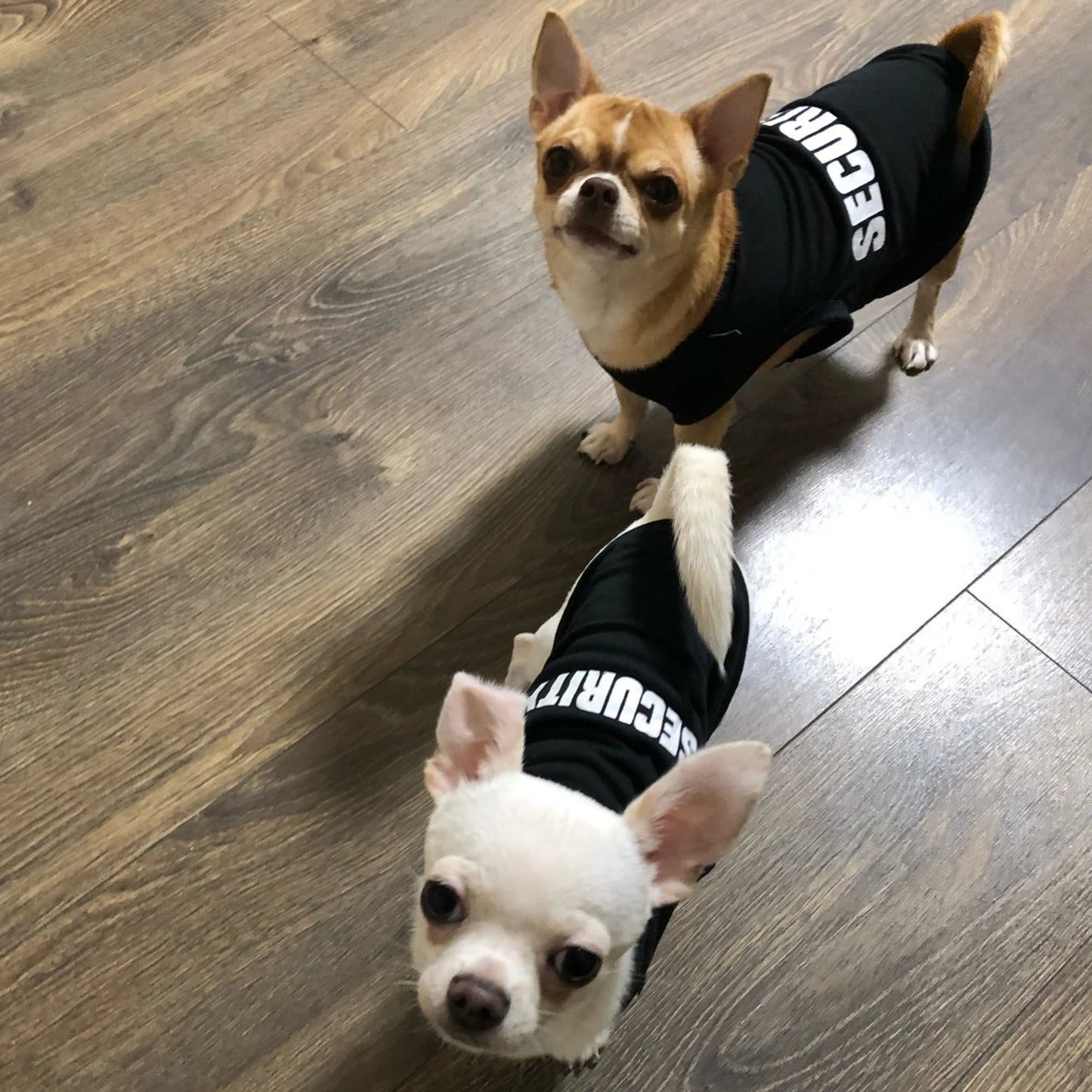 Dog Summer Vest Clothing For Small Dogs Chihuahua Yorkie Pet T Shirt